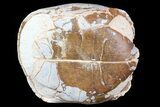 Inflated, Fossil Tortoise (Stylemys) - South Dakota #77801-1